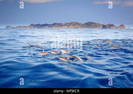 Spinner il Delfino Stenella longirostris, Chichi-jima, Bonin Isole Isole Ogasawara, Sito Patrimonio Mondiale dell'UNESCO, Giappone, Oceano Pacifico Foto Stock