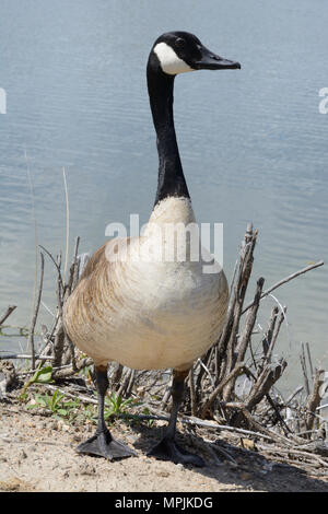 Canada Goose sulla riva del lago con la potatura secca delle boccole con la prima patch di primavera erba durante una stagione secca Foto Stock