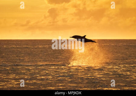 Spinner il Delfino Stenella longirostris, saltando, saltando al tramonto, silhouette, Chichi-jima, Bonin Isole Isole Ogasawara, patrimonio mondiale dell UNESCO Foto Stock