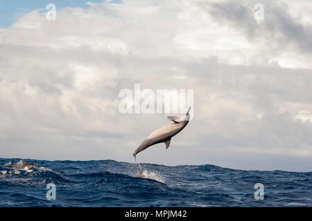 Spinner il Delfino Stenella longirostris, saltando, saltando Chichi-jima, Bonin Isole Isole Ogasawara, Sito Patrimonio Mondiale dell'UNESCO, Giappone, Pacific Oc Foto Stock