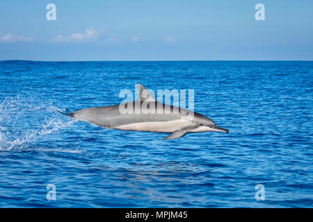 Spinner il Delfino Stenella longirostris, saltando, saltando Chichi-jima, Bonin Isole Isole Ogasawara, Sito Patrimonio Mondiale dell'UNESCO, Giappone, Pacific Oc Foto Stock