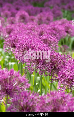 Allium " Purple Rain' ad RHS Wisley giardino. Foto Stock