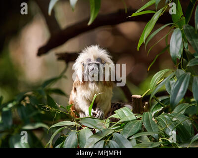 Una scimmia nana giocando con i capelli rossi e un ciuffo bianco sulla sua testa seduto tra le verdi foglie su un albero, la fauna selvatica di Africa. Foto Stock