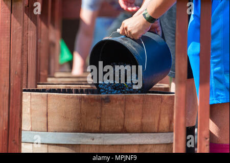 Carlton, Oregon, Stati Uniti d'America - 12 settembre 2015:Carlton Oregon annuali di schiacciare Harvest Festival dove il Crush equipaggio benne dump delle uve per riempire la quercia ba Foto Stock