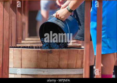 Carlton, Oregon, Stati Uniti d'America - 12 settembre 2015:Carlton Oregon annuali di schiacciare Harvest Festival dove il Crush equipaggio benne dump delle uve per riempire la quercia ba Foto Stock