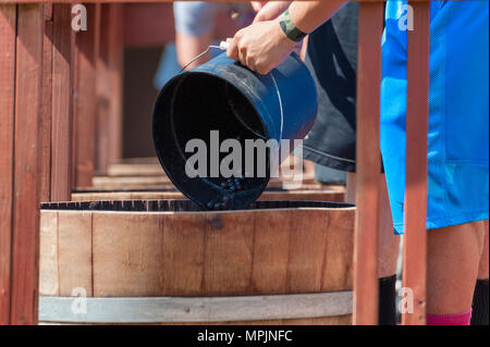 Carlton, Oregon, Stati Uniti d'America - 12 settembre 2015:Carlton Oregon annuali di schiacciare Harvest Festival dove il Crush equipaggio benne dump delle uve per riempire la quercia ba Foto Stock