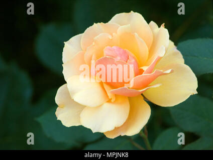ROSA 'ABOUT FACE' Foto Stock