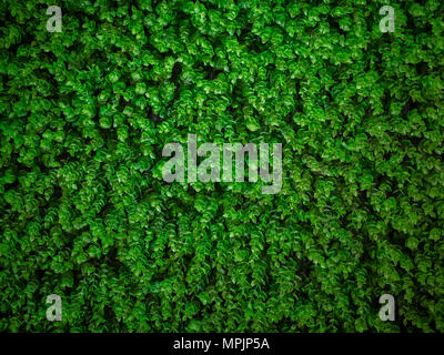 Il verde delle foglie artificiali parete di Edera Texture di sfondo Foto  stock - Alamy