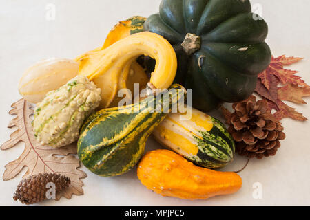 Ancora una vita di zucche invernali e coloquintidi ornamentali rappresenta un abbondante raccolto di alimenti nutrienti Foto Stock