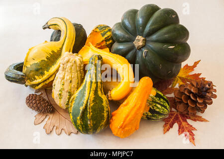 Ancora una vita di zucche invernali e coloquintidi ornamentali rappresenta un abbondante raccolto di alimenti nutrienti Foto Stock