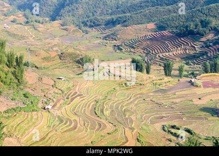 Terrazze di riso, SAPA, Vietnam Foto Stock