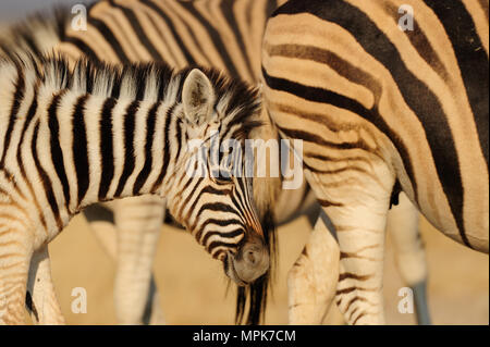 Giovani zebra burchell, la zebra, ritratto, (Equus burchelli), etosha nationalpark, Namibia Foto Stock