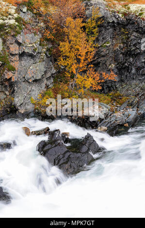 Autunno su un fiume selvaggio driva, dovrefjell, Norvegia Foto Stock