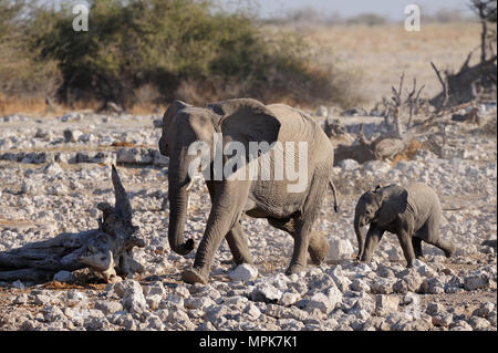 Madre di elefante con vitello (Loxodonta africana), etosha nationalpark, Namibia Foto Stock