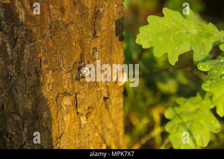 Snaills su una corteccia di albero di quercia dopo una pioggia Foto Stock