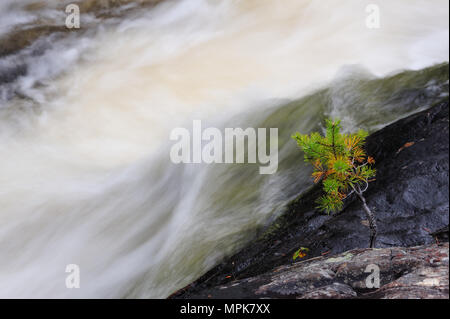 Pino di giovani con cascata, hylstroemmen, Svezia Foto Stock