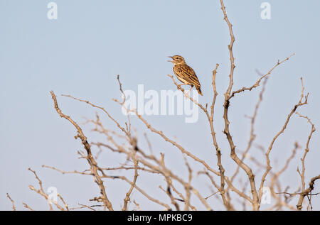 Sabot Lark appollaiato sulla cima di una bussola e canto Foto Stock