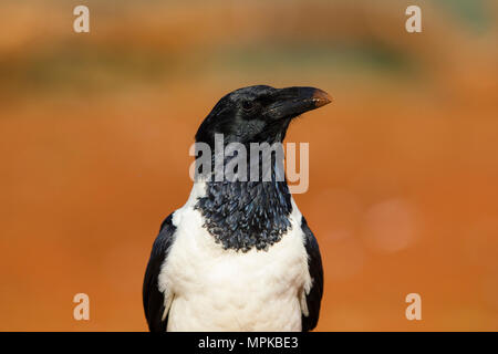 Pied Crow ritratto Foto Stock