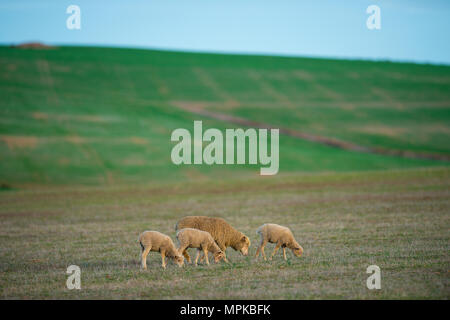 Una tipica fattoria nel Western Cape, Sud Africa Foto Stock