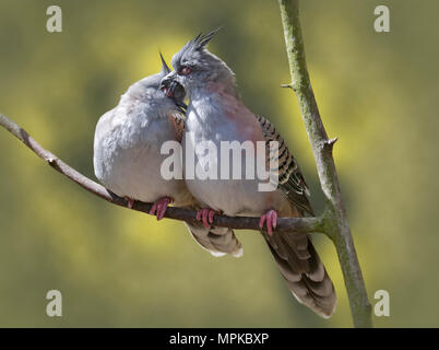 Coppia di Crested Piccioni (ocyphaps lophotes) preening Foto Stock