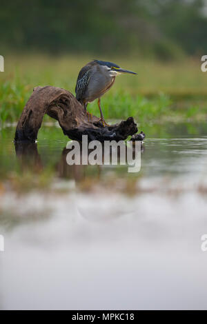 Verde-backed Heron arroccato su un registro che si affaccia su uno stagno. Foto Stock