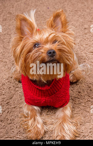 Cane Yorkshire terrier in maglione rosso è seduta sul tappeto Foto Stock