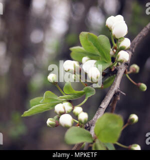 Fiori di Apple in fiore. Foto di età. I fiori sbocciano nella stagione primaverile. Fioritura apple fiori in primavera. Filtro retrò foto. Apple Blossom tree. Foto Stock