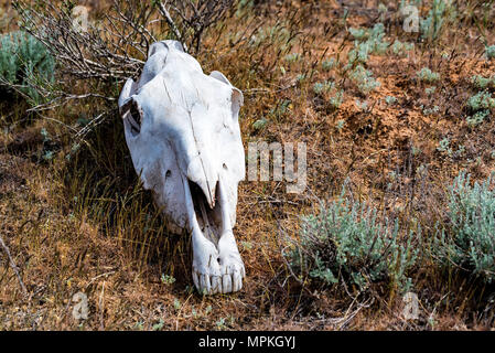 Cranio di cavallo in erba close up Foto Stock