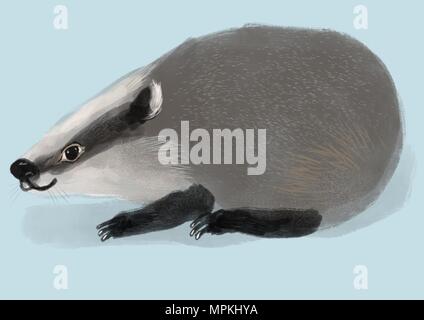 Illustrazione di un simpatico badger Foto Stock