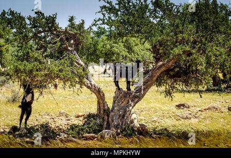 Capre al pascolo intorno e da alberi di Argan sulla pianura a sud dell'Alto Atlante, Marocco, Africa del Nord Foto Stock