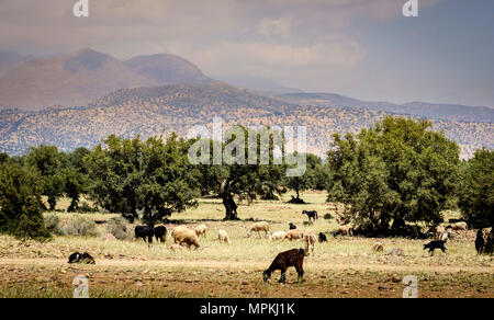 Capre al pascolo intorno e da alberi di Argan sulla pianura a sud dell'Alto Atlante, Marocco, Africa del Nord Foto Stock