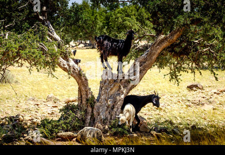 Capre al pascolo intorno e da alberi di Argan sulla pianura a sud dell'Alto Atlante, Marocco, Africa del Nord Foto Stock