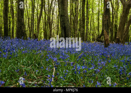 Bluebells in Galles del Nord con il legno i raggi del sole dal sol levante scontornamento gli alberi. Foto Stock