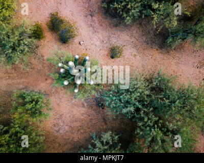 Deserto con alti cactus e cespugli sparsi foto aerea Foto Stock