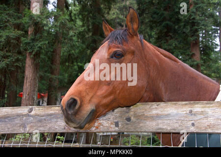 Ritratto di un cavallo marrone con nero mane, di testa su una staccionata di legno cercando di spettatori a sinistra. Foto Stock
