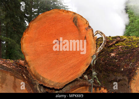 Sezione trasversale di tronchi sovrapposti e tagliare gli alberi in background. Il fumo da mill in aumento in background. Gancio appendere fuori del lato della sezione trasversale di Foto Stock