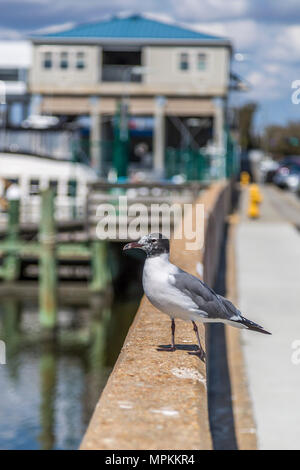 Ride Gull arroccato sulle pareti del mare al Long Beach Marina a Long Beach, Mississippi Foto Stock