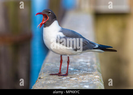 Laughing Gull (Leuchaeus atricilla) appollaiato sulla parete del mare presso un porto di Long Beach, Mississippi, Stati Uniti Foto Stock