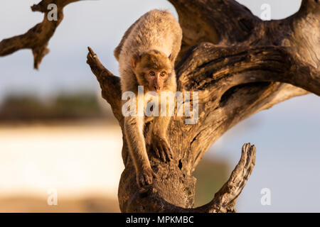 Un Barbary macaque arrampicata in un albero preso in Gibilterra riserva naturale. Foto Stock