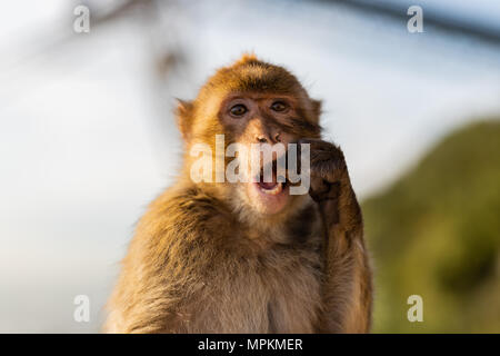 Un ritratto di Barbary macaque presi in Gibilterra riserva al tramonto in maggio. Foto Stock