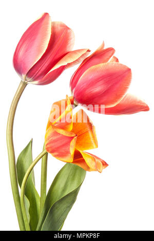 Tre tulip fiori isolati su sfondo bianco Foto Stock