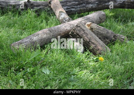 Catasta di legna da ardere di logs di White Pines State Park in Mt. Morris, Illinois. Foto Stock