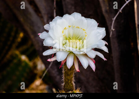 Bianco gigante fiore che sboccia su Argentina cactus giganti (echinopsis candicans) dal Sud America. Foto Stock