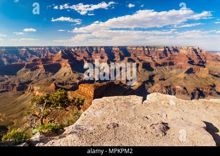 Il Grand Canyon, visto dal bordo Sud del punto Maricopa. La pietra si affacciano e albero è in primo piano. Foto Stock
