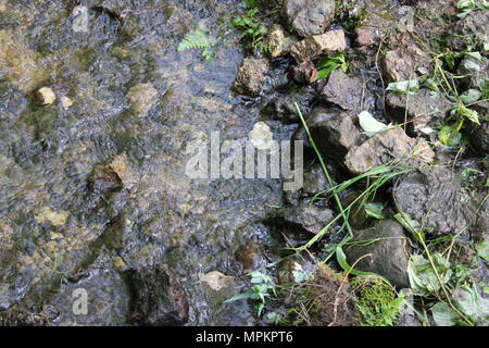 Esecuzione creek e brook acqua caratteristica e naturale paesaggio primaverile al bianco pini del Parco Statale di Mt. Morris, Illinois. Foto Stock