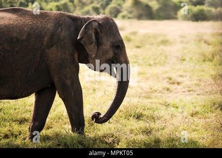 Piccolo elefante asiatico in piedi e guardando sulla fotocamera nel parco nazionale Foto Stock