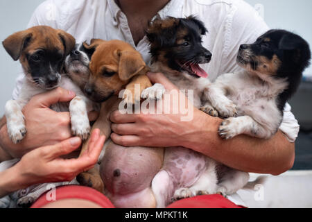 Giovane Azienda 5 cuccioli nelle sue mani. Carino gog famiglia insieme. Foto Stock