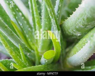 Primo piano grande Aloe vera piante tropicali e piante verdi di tollerare temperature calde. Foto Stock