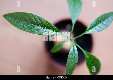 Un giovane albero di avocado con grosse foglie cresce dal seme in una pentola. Messa a fuoco selettiva. Foto Stock