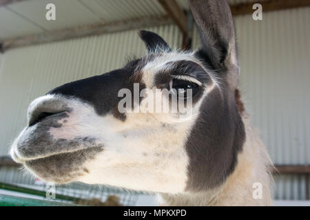 In prossimità della testa di una lama in un contenitore interno a una fattoria di pet Foto Stock